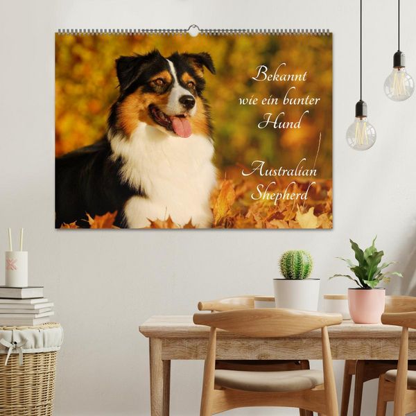 Produktbild: Bekannt wie ein bunter Hund. Australian Shepherd (Wandkalender 2026 DIN A2 quer), CALVENDO Monatskalender