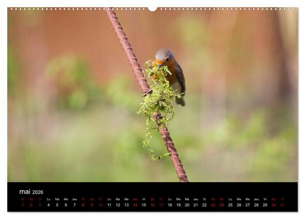 Produktbild: Mon ami le rouge-gorge (Calendrier mural 2026 DIN A2 vertical) calendrier de bureau
