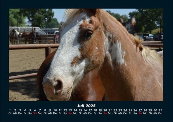 Produktbild: Die Welt der Pferde 2025 Fotokalender DIN A4