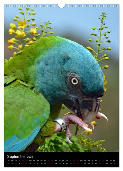 Produktbild: Fascinating parrots from all over the world (Wall Calendar 2026 DIN A3 portrait), CALVENDO 12 Month Wall Calendar