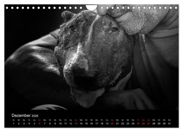 Produktbild: Bullterrier (Wandkalender 2026 DIN A4 quer), CALVENDO Monatskalender