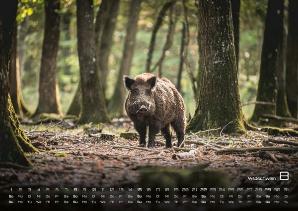 Produktbild: Waldtiere - Heimische Waldbewohner - Der Tierkalender - 2027 - Kalender DIN A2