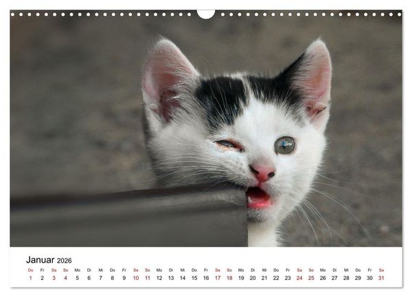 Produktbild: Katzenbabys (Wandkalender 2026 DIN A3 quer), CALVENDO Monatskalender