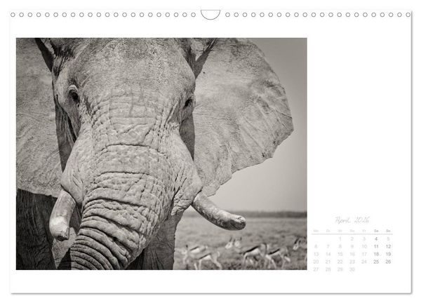 Produktbild: Elefanten in Etosha (Wandkalender 2026 DIN A3 quer), CALVENDO Monatskalender
