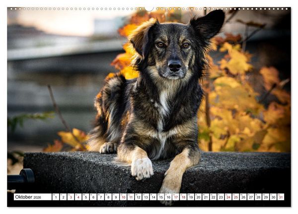 Produktbild: Ein Hundejahr in Bildern (Wandkalender 2026 DIN A2 quer), CALVENDO Monatskalender