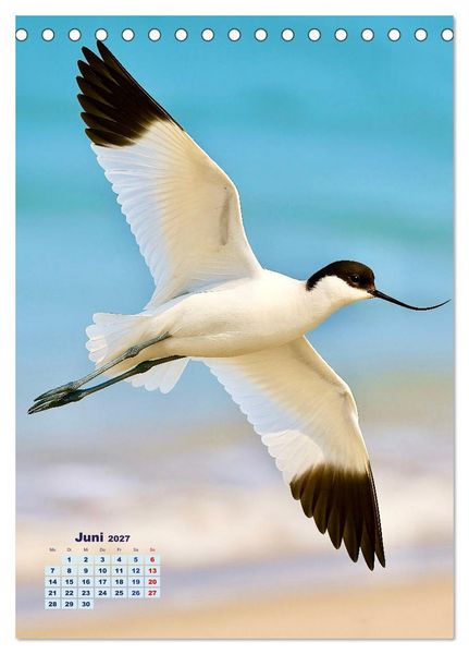 Produktbild: Seev&ouml;gel an der Nordsee (Tischkalender 2027 DIN A5 hoch), CALVENDO Monatskalender