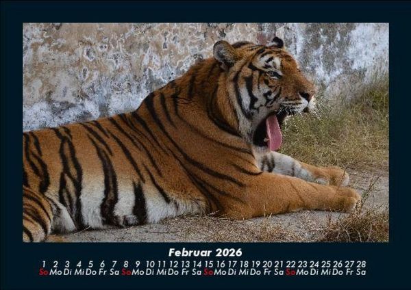 Produktbild: Tiger 2026 Fotokalender DIN A5