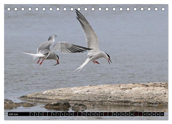 Produktbild: Mallorcas V&ouml;gel (Tischkalender 2026 DIN A5 quer), CALVENDO Monatskalender