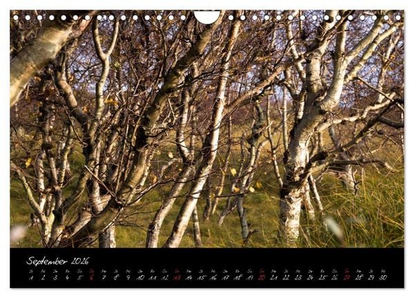 Produktbild: Wald (Wandkalender 2026 DIN A4 quer), CALVENDO Monatskalender