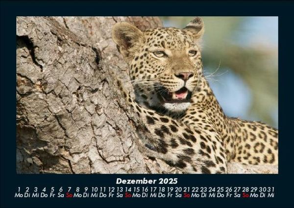 Produktbild: Tiere in der Wildnis 2025 Fotokalender DIN A5