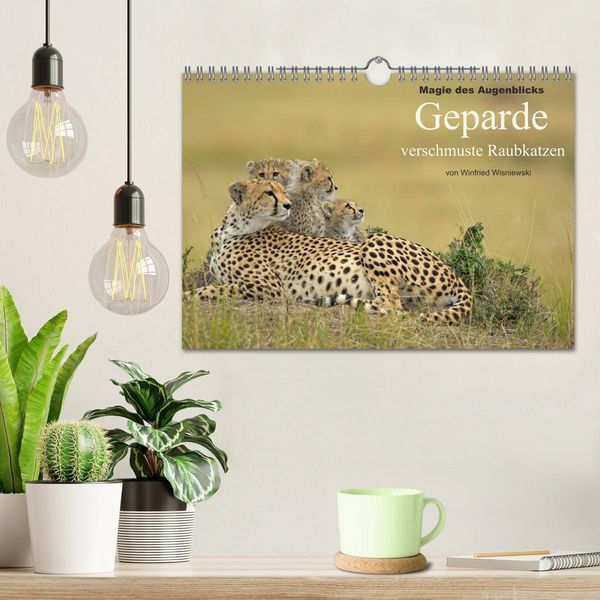 Produktbild: Magie des Augenblicks: Geparde - verschmuste Raubkatzen (Wandkalender 2026 DIN A4 quer), CALVENDO Monatskalender