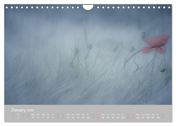 Produktbild: Poppy Love (Wall Calendar 2026 DIN A4 landscape), CALVENDO 12 Month Wall Calendar