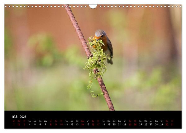 Produktbild: Mon ami le rouge-gorge (Calendrier mural 2026 DIN A3 vertical), CALVENDO calendrier mensuel