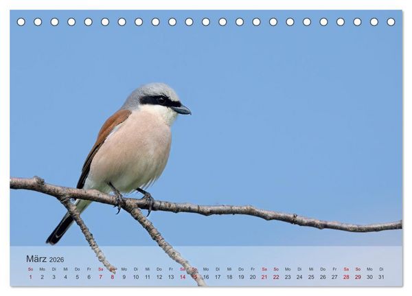 Produktbild: Fantastische Vogelwelt Slowenien (Tischkalender 2026 DIN A5 quer), CALVENDO Monatskalender