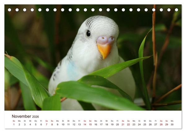 Produktbild: Wellensittiche - der NEUE Kalender (Tischkalender 2026 DIN A5 quer), CALVENDO Monatskalender