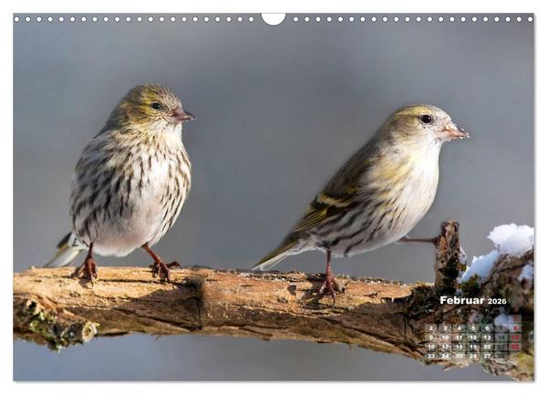 Produktbild: NATUR PUR - Singv&ouml;gel ganz nah (Wandkalender 2026 DIN A3 quer), CALVENDO Monatskalender