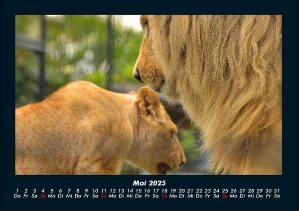 Produktbild: Welt der Tiere 2025 Fotokalender DIN A4