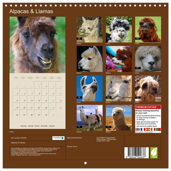 Produktbild: Alpacas & Llamas (Wall Calendar 2026 12 &times; 12 Inch) CALVENDO 12 Month Wall Calendar