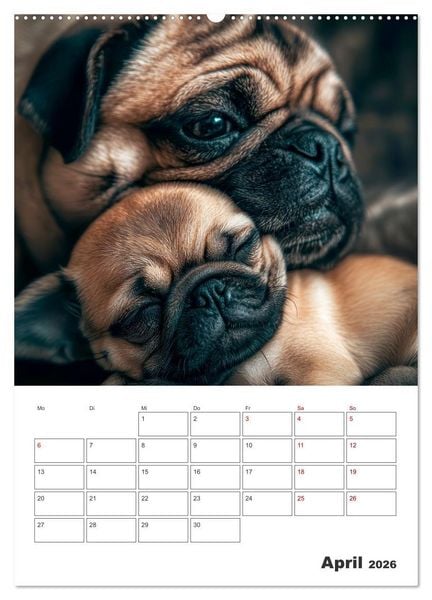 Produktbild: MOPS Pfotengl&uuml;ck in Faltenform (hochwertiger Premium Wandkalender 2026 DIN A2 hoch), Kunstdruck in Hochglanz