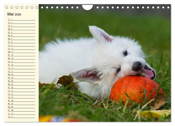 Produktbild: Wei&szlig;er Schweizer Sch&auml;ferhund - Ein Tag im Leben einer Hundefamilie (Wandkalender 2026 DIN A4 quer), CALVENDO Monatskalender