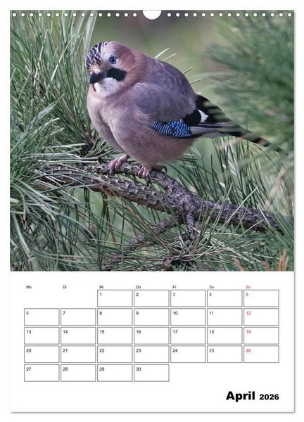 Produktbild: Bezaubernde V&ouml;gel im heimischen Garten (Wandkalender 2026 DIN A3 hoch), CALVENDO Monatskalender