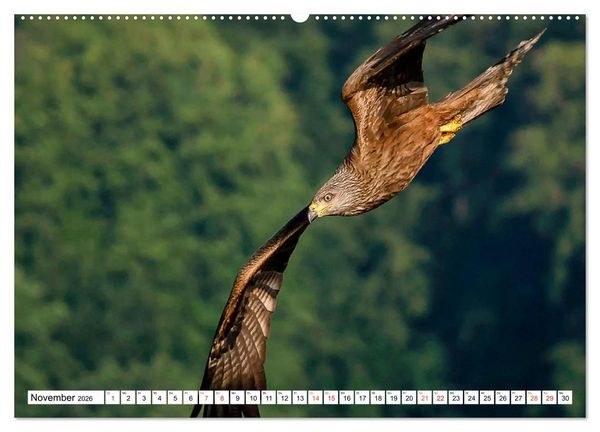 Produktbild: Heimische GREIFV&Ouml;GEL Adler Milan Bussard Weihe Sperber (Wandkalender 2026 DIN A2 quer), CALVENDO Monatskalender