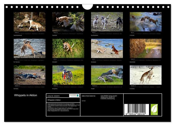 Produktbild: Whippets in Aktion (Wandkalender 2026 DIN A4 quer), CALVENDO Monatskalender
