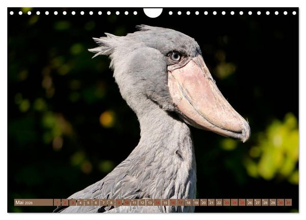 Produktbild: Weltvogelpark Walsrode - Die Vielfalt der Vogelarten (Wandkalender 2026 DIN A4 quer), CALVENDO Monatskalender