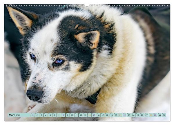 Produktbild: Huskies - Tolle Gef&auml;hrten (Wandkalender 2026 DIN A2 quer), CALVENDO Monatskalender