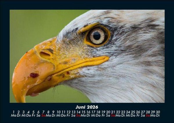 Produktbild: Adler 2026 Fotokalender DIN A5