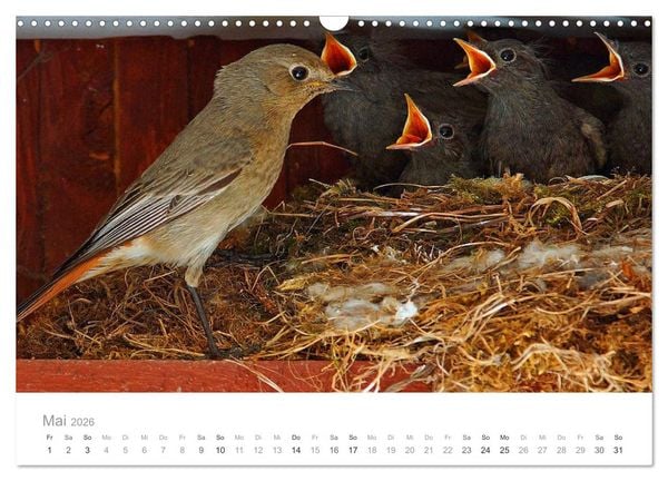 Produktbild: V&ouml;gel in unseren G&auml;rten 2026 (Wandkalender 2026 DIN A3 quer), CALVENDO Monatskalender