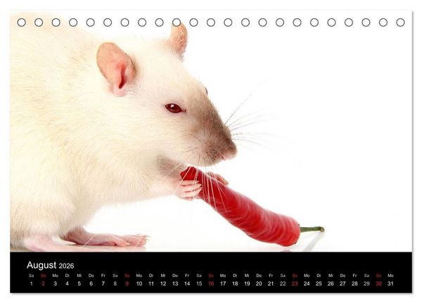 Produktbild: S&uuml;&szlig;e M&auml;use und Coole Ratten (Tischkalender 2026 DIN A5 quer), CALVENDO Monatskalender