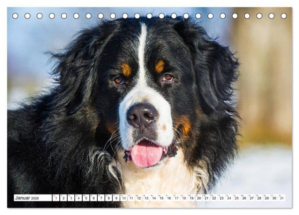 Produktbild: Faszinierende Sch&ouml;nheit Berner Sennenhund (Tischkalender 2026 DIN A5 quer), CALVENDO Monatskalender