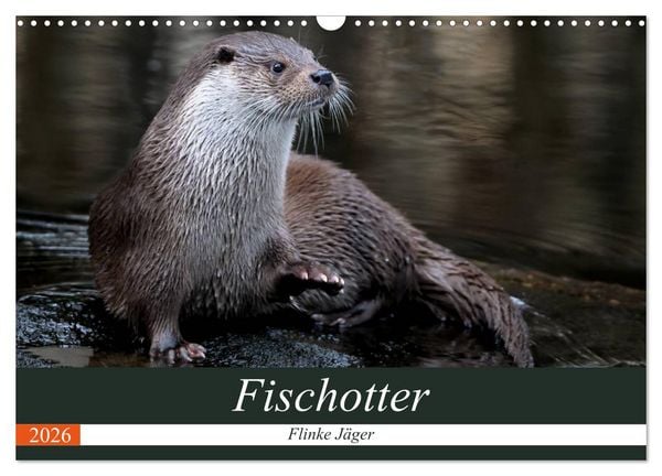 Produktbild: Fischotter, flinke J&auml;ger (Wandkalender 2026 DIN A3 quer), CALVENDO Monatskalender