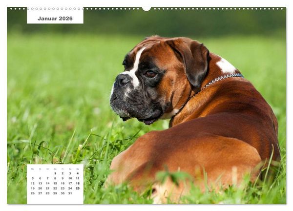 Produktbild: Rassehunde (Wandkalender 2026 DIN A2 quer), CALVENDO Monatskalender