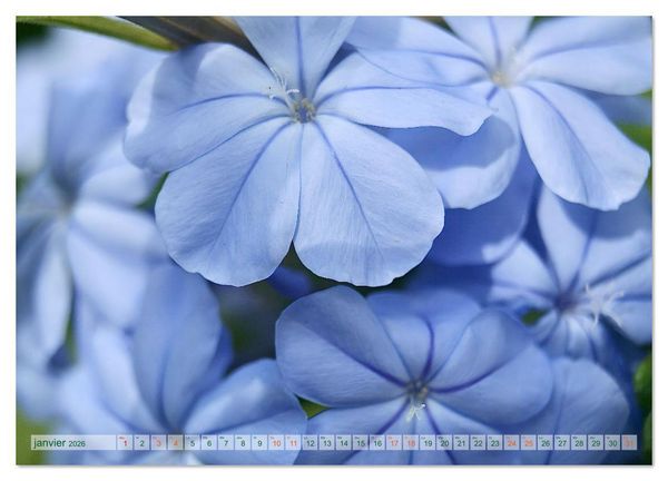 Produktbild: DES FLEURS ENCHANTERESSES (Calendrier mural 2026 DIN A2 vertical), CALVENDO calendrier mensuel
