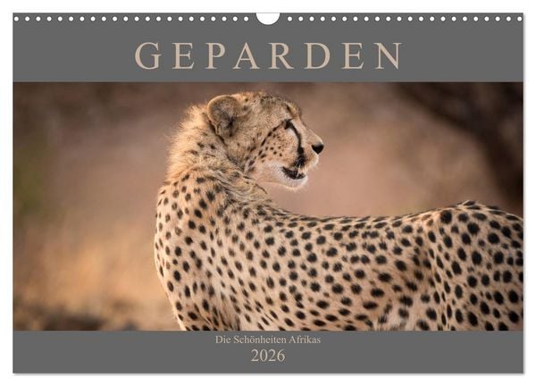 Produktbild: Geparden - Die Sch&ouml;nheiten Afrikas (Wandkalender 2026 DIN A3 quer), CALVENDO Monatskalender