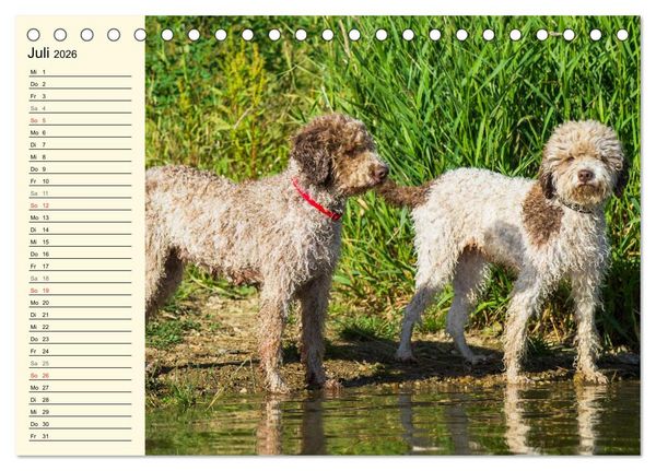 Produktbild: Lagotto Romagnolo - Italienischer Tr&uuml;ffelhund (Tischkalender 2026 DIN A5 quer), CALVENDO Monatskalender