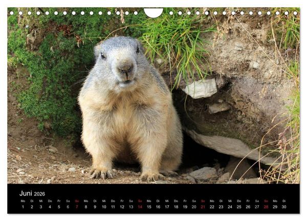 Produktbild: Murmeltiere (Wandkalender 2026 DIN A4 quer), CALVENDO Monatskalender