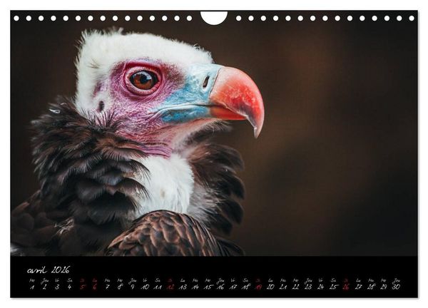 Produktbild: FACES DE RAPACES (Calendrier mural 2026 DIN A4 vertical), CALVENDO calendrier mensuel