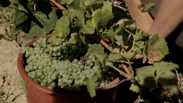 Produktbild: Von Trauben und Menschen (OmU)