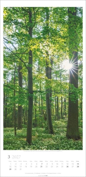 Produktbild: Im Wald Kalender 2027