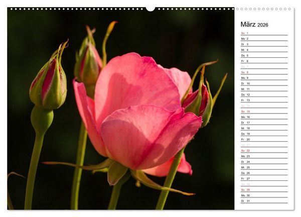 Produktbild: Zauberhafte Rosen (Wandkalender 2026 DIN A2 quer), CALVENDO Monatskalender