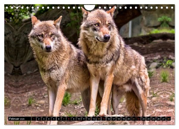 Produktbild: W&ouml;lfe - sie sind wieder da (Wandkalender 2026 DIN A4 quer), CALVENDO Monatskalender