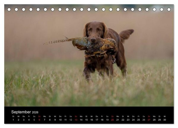 Produktbild: Jagdhunde bei der Arbeit (Tischkalender 2026 DIN A5 quer), CALVENDO Monatskalender