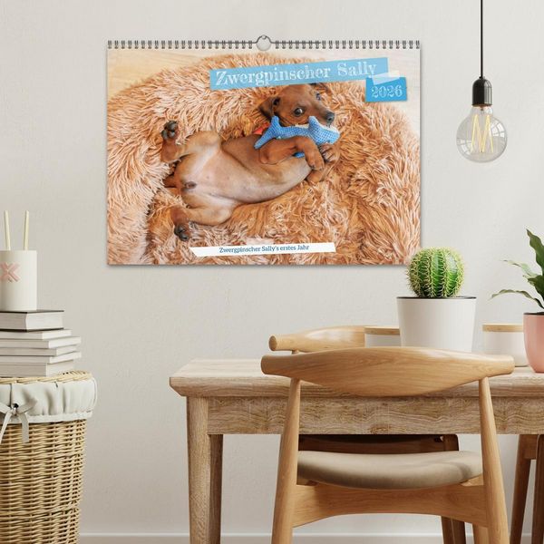 Produktbild: Zwergpinscher Sally&lsquo;s erstes Jahr (Wandkalender 2026 DIN A3 quer), CALVENDO Monatskalender