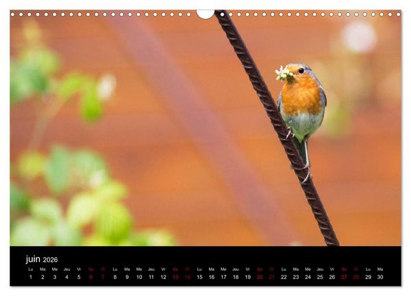 Produktbild: Mon ami le rouge-gorge (Calendrier mural 2026 DIN A3 vertical), CALVENDO calendrier mensuel