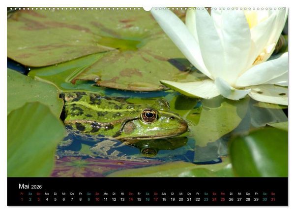 Produktbild: FROSCHBUCH (Wandkalender 2026 DIN A2 quer), CALVENDO Monatskalender