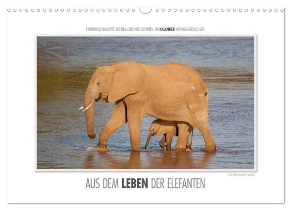 Produktbild: Emotionale Momente: Aus dem Leben der Elefanten. / CH-Version (Wandkalender 2026 DIN A3 quer), CALVENDO Monatskalender