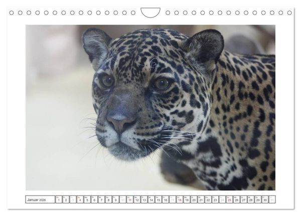 Produktbild: Tiere im Zoo (Wandkalender 2026 DIN A4 quer), CALVENDO Monatskalender